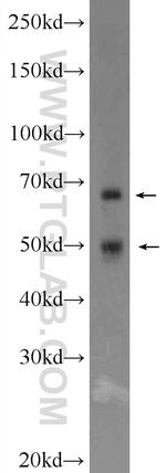 CDC23 Antibody in Western Blot (WB)