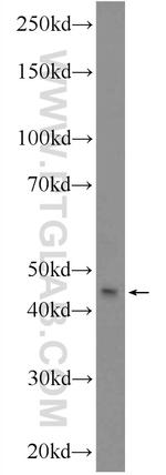 CDC23 Antibody in Western Blot (WB)