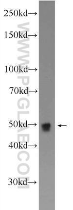 CDC23 Antibody in Western Blot (WB)