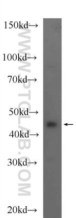 NELFE Antibody in Western Blot (WB)