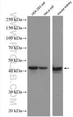 NELFE Antibody in Western Blot (WB)