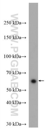 HSF2 Antibody in Western Blot (WB)