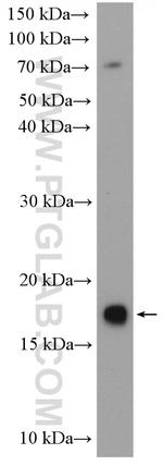 UBE2G2 Antibody in Western Blot (WB)