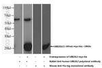 UBE2G2 Antibody in Western Blot (WB)