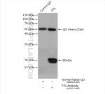 Ferritin light chain Antibody in Immunoprecipitation (IP)