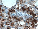 MGP Antibody in Immunohistochemistry (Paraffin) (IHC (P))