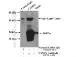 VAMP4 Antibody in Immunoprecipitation (IP)