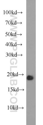 VAMP4 Antibody in Western Blot (WB)
