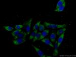 RHOA Antibody in Immunocytochemistry (ICC/IF)