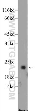 RHOA Antibody in Western Blot (WB)