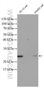 RHOA Antibody in Western Blot (WB)