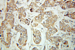 UQCRB Antibody in Immunohistochemistry (Paraffin) (IHC (P))