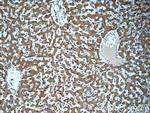 SND1 Antibody in Immunohistochemistry (Paraffin) (IHC (P))