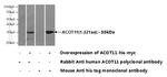 ACOT11 Antibody in Western Blot (WB)