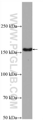 LDLR Antibody in Western Blot (WB)