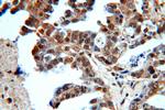 Sestrin 2 Antibody in Immunohistochemistry (Paraffin) (IHC (P))