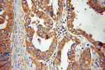 Sestrin 2 Antibody in Immunohistochemistry (Paraffin) (IHC (P))