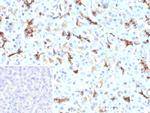 CFTR (Cystic Fibrosis Transmembrane Conductance Regulator) Antibody in Immunohistochemistry (Paraffin) (IHC (P))