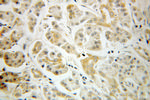 ARF3 Antibody in Immunohistochemistry (Paraffin) (IHC (P))