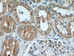 ARF3 Antibody in Immunohistochemistry (Paraffin) (IHC (P))