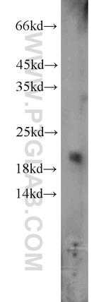 ARF3 Antibody in Western Blot (WB)