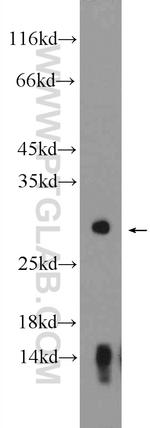 Kallikrein 2 Antibody in Western Blot (WB)