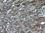 ATF4 Antibody in Immunohistochemistry (Paraffin) (IHC (P))