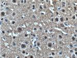 alpha-synuclein Antibody in Immunohistochemistry (Paraffin) (IHC (P))