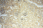 alpha-synuclein Antibody in Immunohistochemistry (Paraffin) (IHC (P))