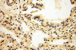 alpha-synuclein Antibody in Immunohistochemistry (Paraffin) (IHC (P))