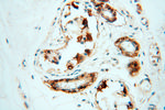 alpha-synuclein Antibody in Immunohistochemistry (Paraffin) (IHC (P))