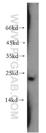 GLTP Antibody in Western Blot (WB)