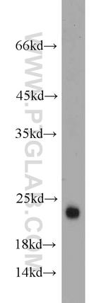 GLTP Antibody in Western Blot (WB)