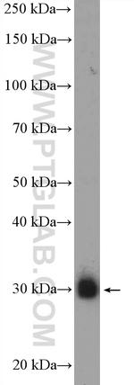 JP45/JSRP1 Antibody in Western Blot (WB)