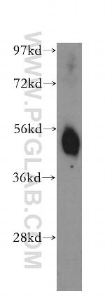 OCT2 Antibody in Western Blot (WB)