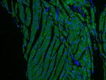 Myosin Light Chain 2 Antibody in Immunohistochemistry (PFA fixed) (IHC (PFA))