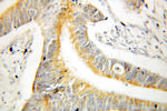 DUSP13 Antibody in Immunohistochemistry (Paraffin) (IHC (P))