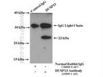 DUSP13 Antibody in Immunoprecipitation (IP)