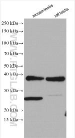 DUSP13 Antibody in Western Blot (WB)