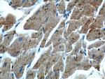 MYL3 Antibody in Immunohistochemistry (Paraffin) (IHC (P))