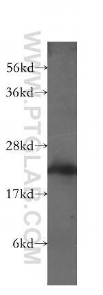 MYL3 Antibody in Western Blot (WB)