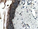 Cathepsin L Antibody in Immunohistochemistry (Paraffin) (IHC (P))