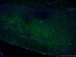 CRH/CRF Antibody in Immunohistochemistry (Paraffin) (IHC (P))