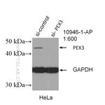 PEX3 Antibody in Western Blot (WB)