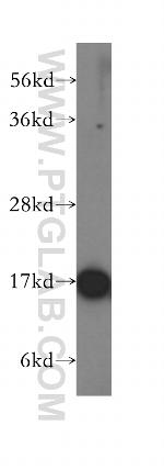 FIS1 Antibody in Western Blot (WB)