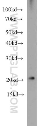 ARL3 Antibody in Western Blot (WB)