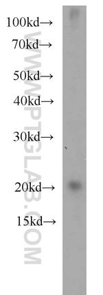 ARL3 Antibody in Western Blot (WB)