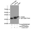 CDC34 Antibody in Immunoprecipitation (IP)