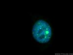 Coilin Antibody in Immunocytochemistry (ICC/IF)