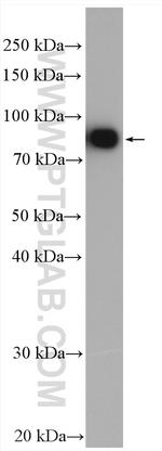 Coilin Antibody in Western Blot (WB)